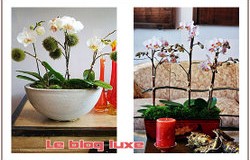 Beautiful Orchids