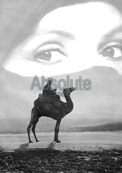 Camel_beautyabsolute
