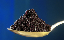 Caviar_1