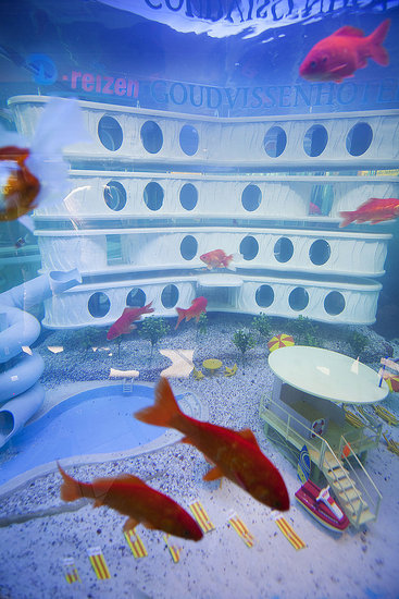full_fish_hotel_1.jpg