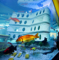 full_fish_hotel_2.jpg