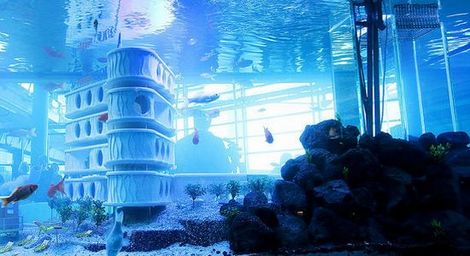 goldfish-hotel-1.jpg