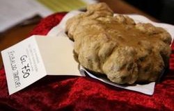 Une truffe blanche du PiÃ©mont s’arrache aux enchÃ¨res
