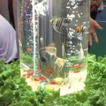 Aquaponic-thumb-550x295