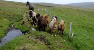 Les Shetlands se font de la maille