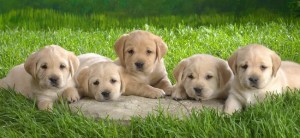 Une copie de votre chien pour 100.000 dollars